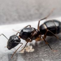 How to get rid of house bugs