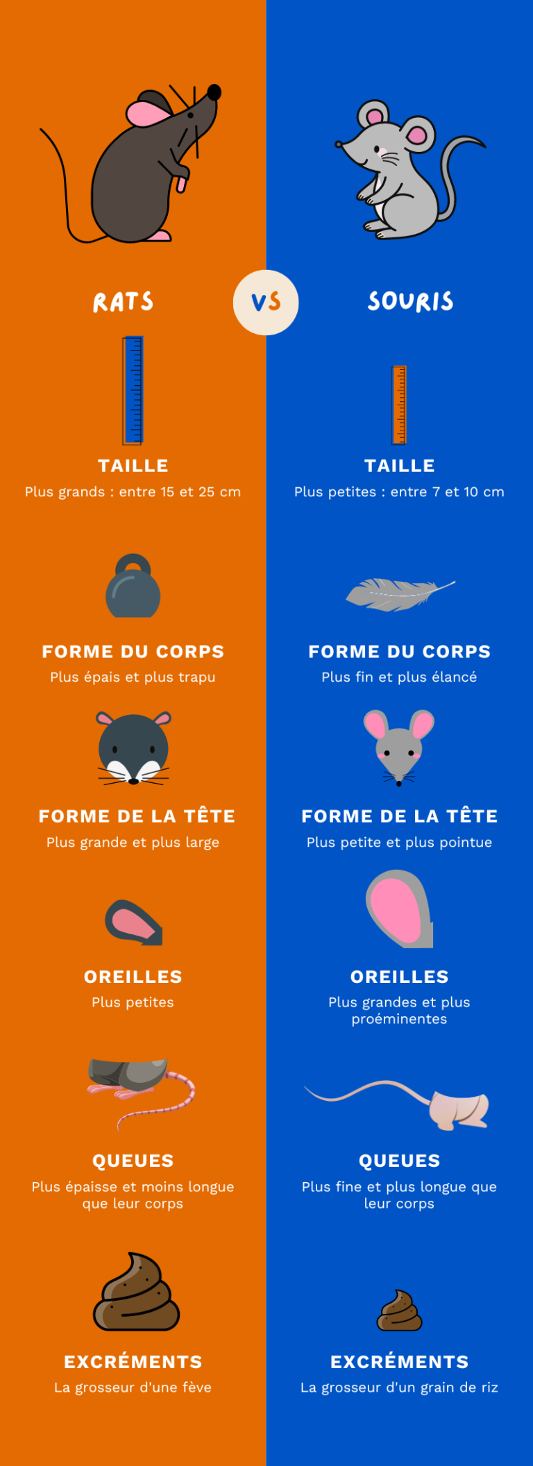 Comment faire la différence entre un rat et une souris ? Élite GP — free download
