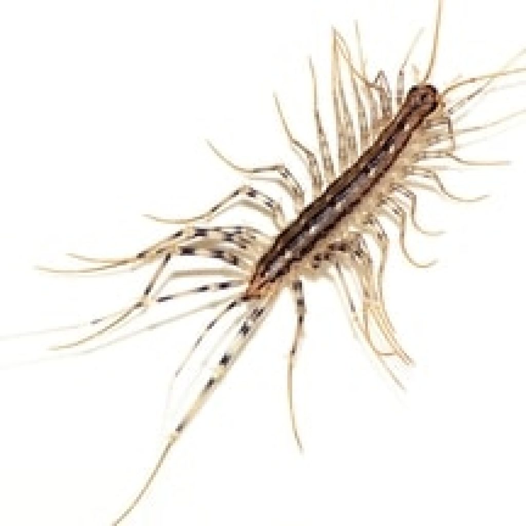 Centipede Extermination