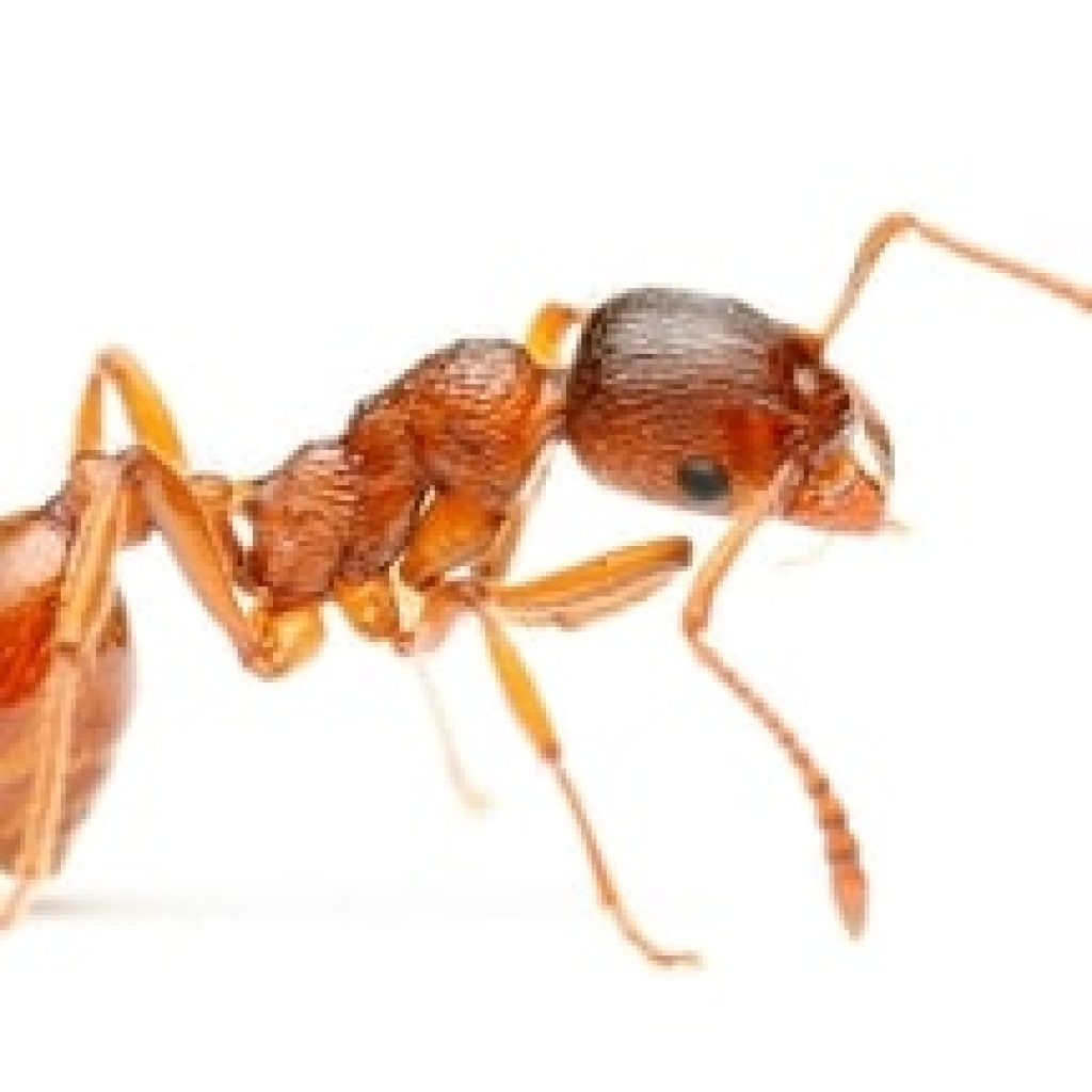 Pharaoh ant extermination