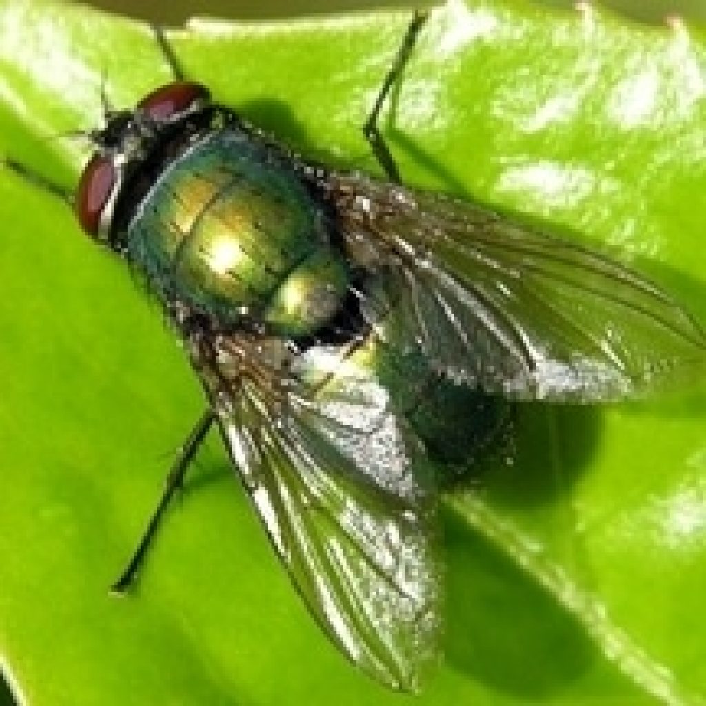 Green Fly Extermination