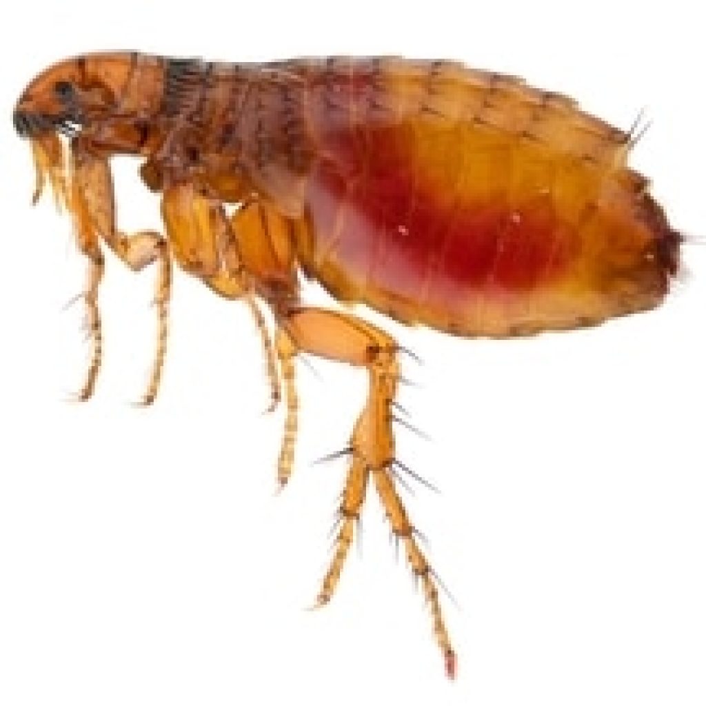 Flea Exterminator