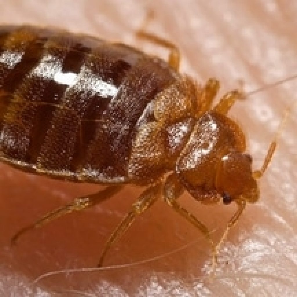 Bed bug Extermination
