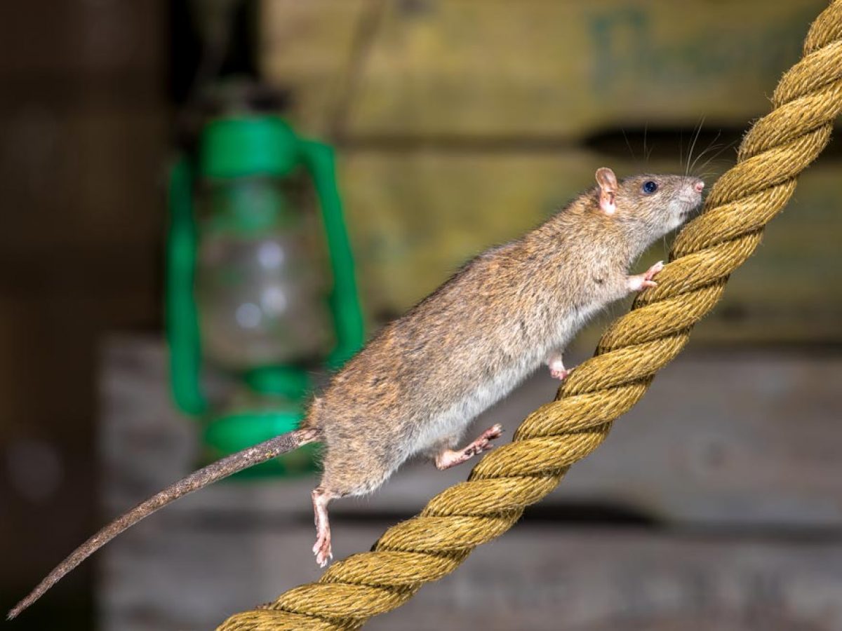 Lutte contre les nuisibles : poison, piège, répulsif rats, souris