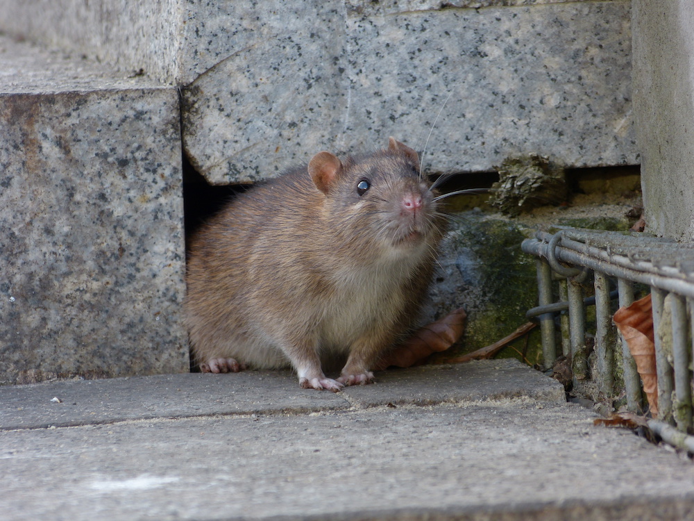 Exterminateur écureuil - Infestation Montréal, Laval