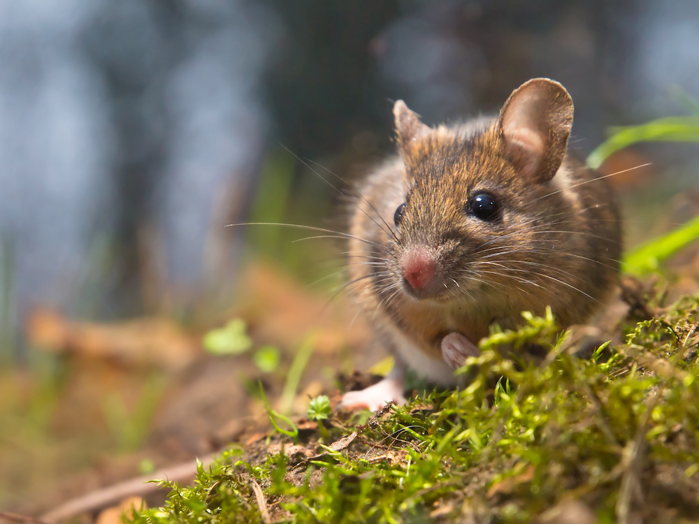 Exterminateur de souris au Québec pour lutter contre ses dommages