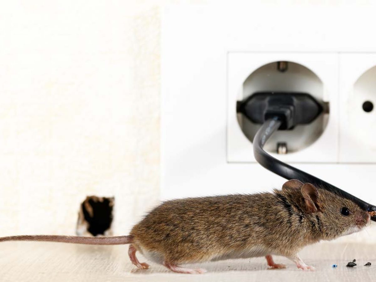 guardianpest mouse control