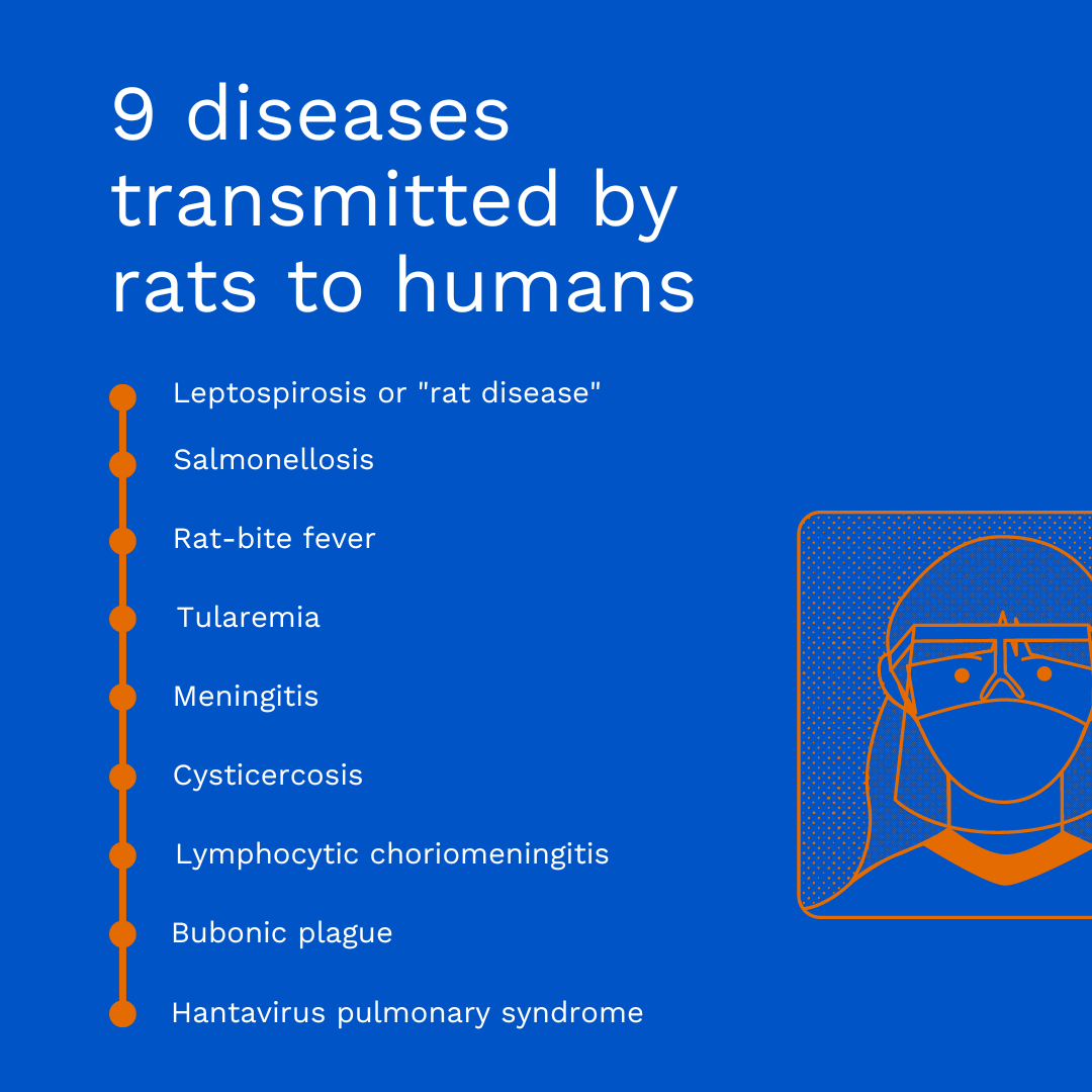 9 Rat Diseases That Can Spread to Humans | Elite Pest Control