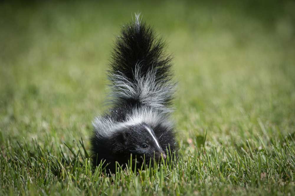 Skunk Smell: How Long Does Skunk Spray Last and How to Get It Out?