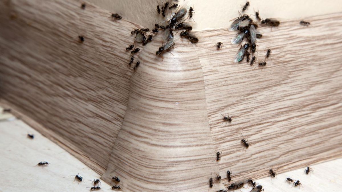 Fourmis Dans La Maison Signification Islam Quels Sont les Dangers d'une Infestation de Fourmis dans votre Maison