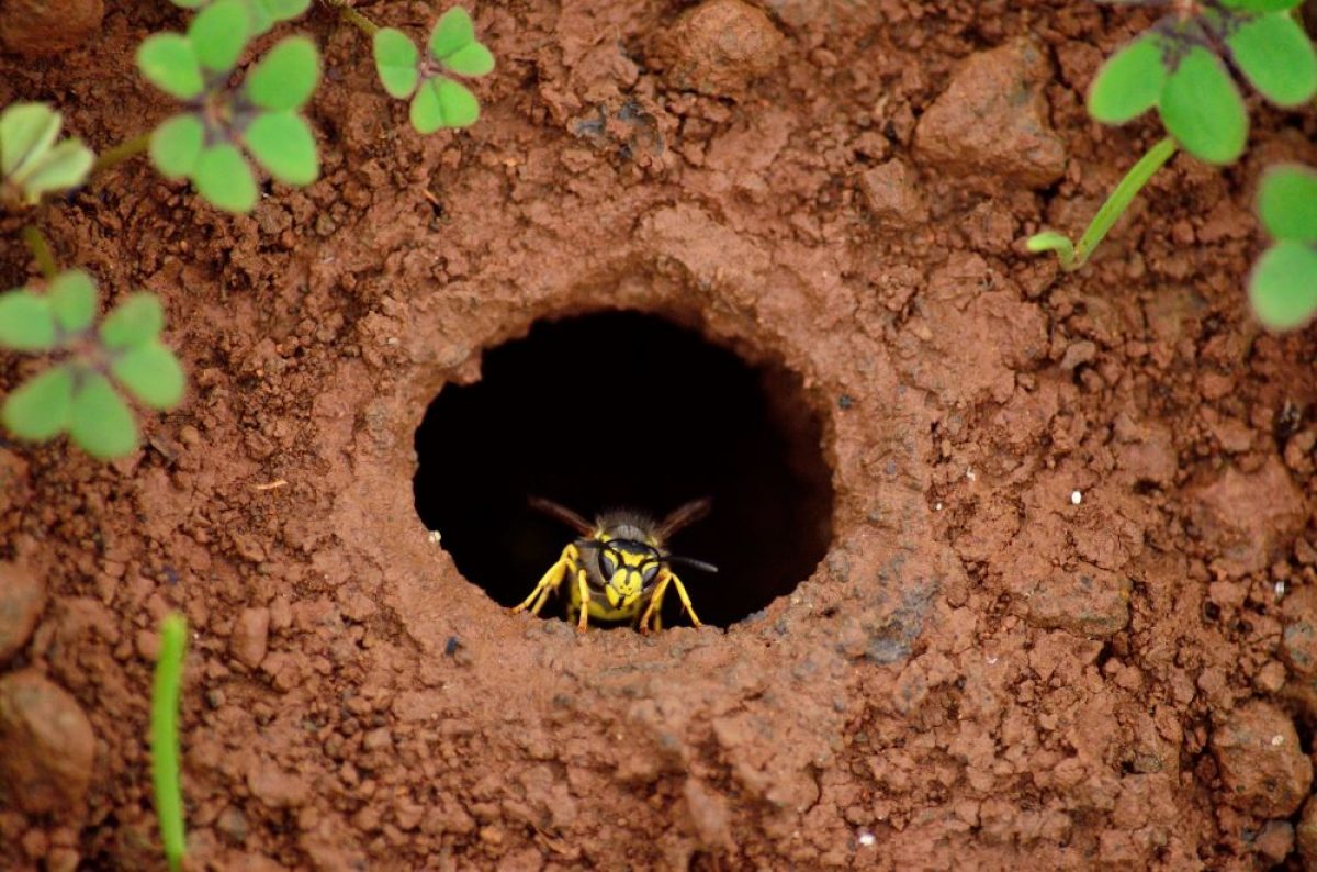 How to Get Rid of Ground Wasps | Underground Nest Removal