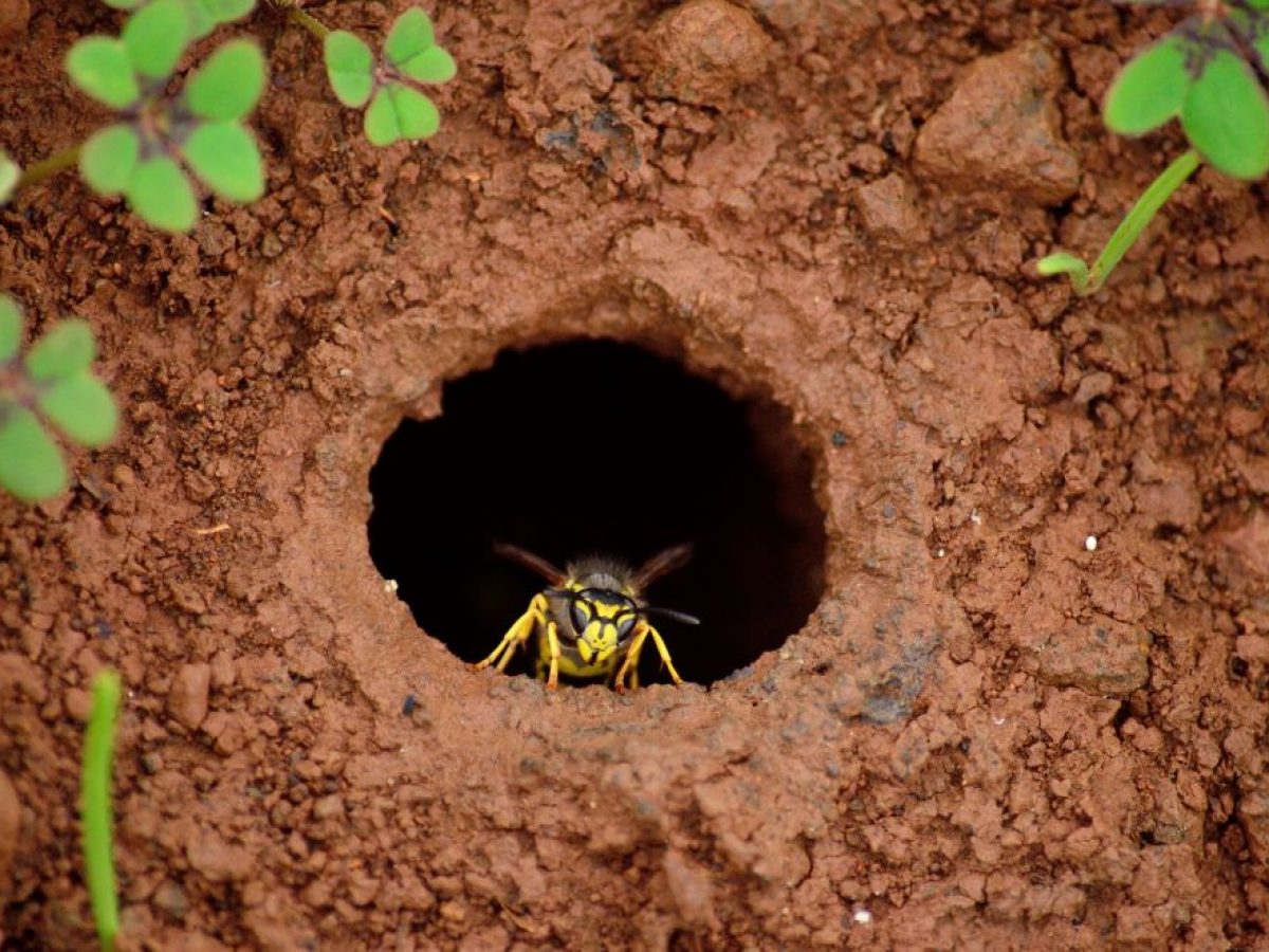 yellow wasp nest