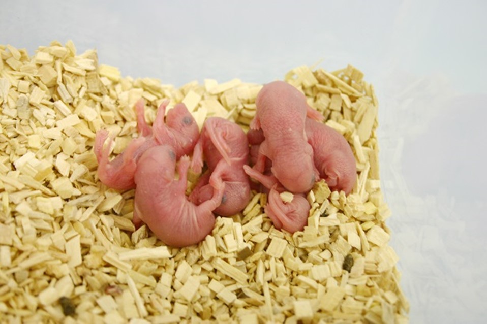 souriceaux-reproduction-souris
