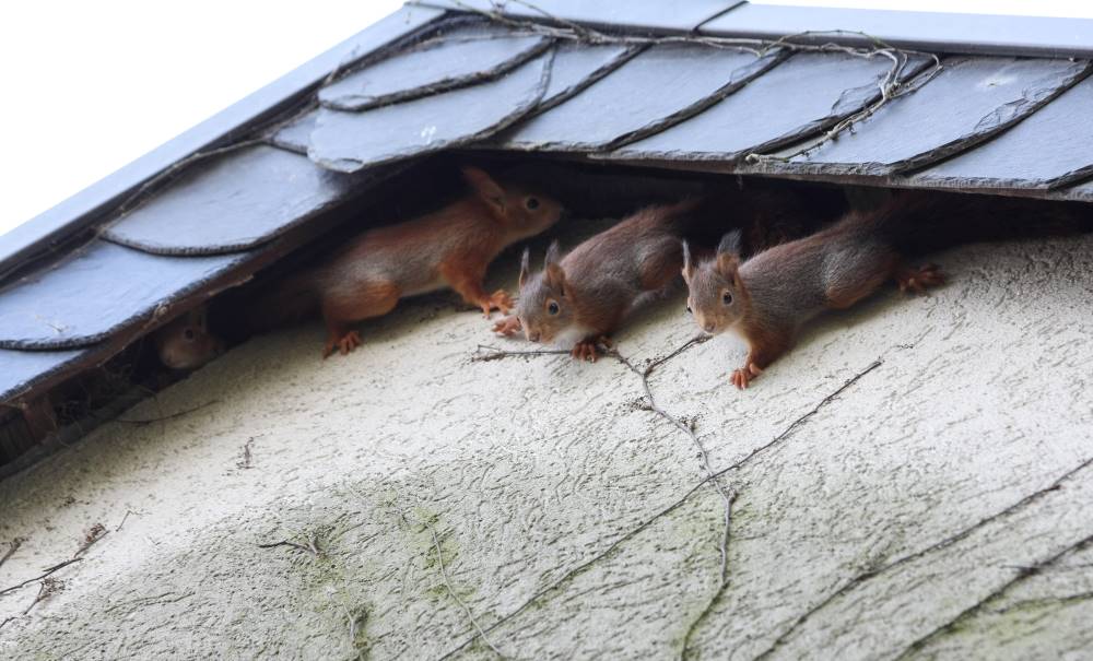 Comment se débarrasser des écureuils dans le grenier