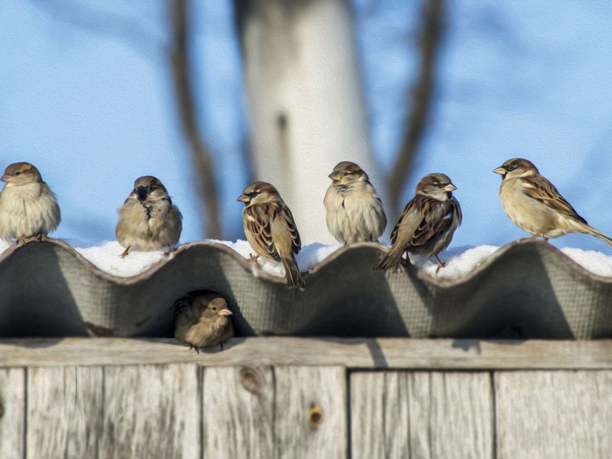 Comment les oiseaux font-ils leurs nids ?