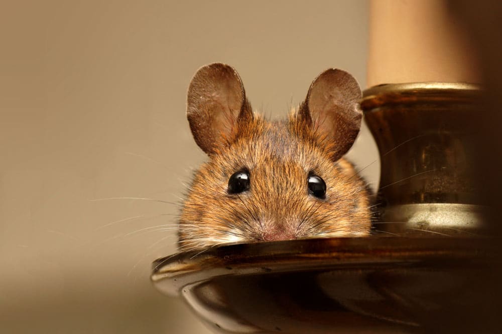 How to Keep Mice Out of the House: 8 Foolproof Tips