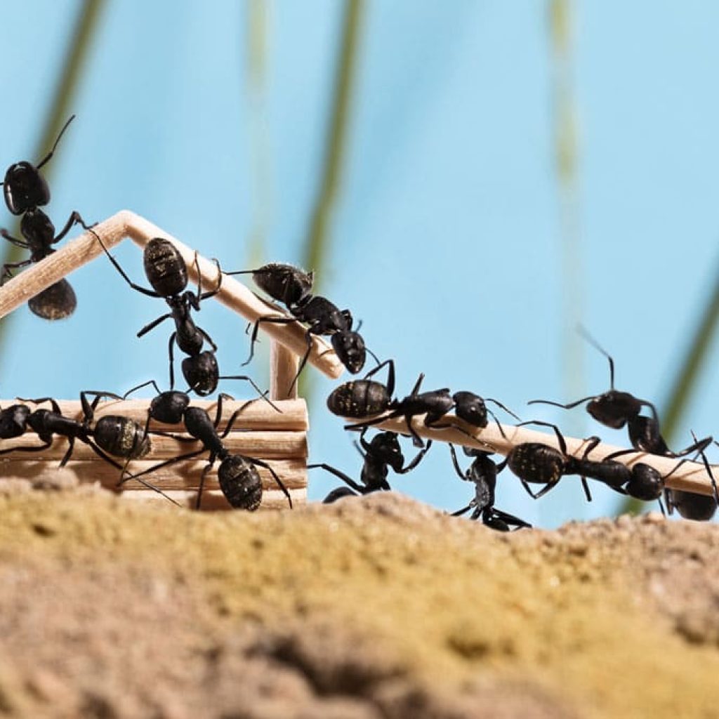 5 astuces pour détruire un nid de fourmis charpentières — free download
