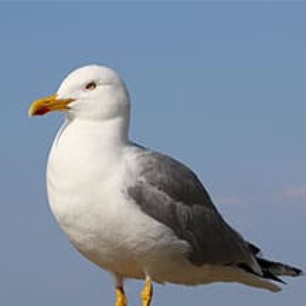 Seagull control