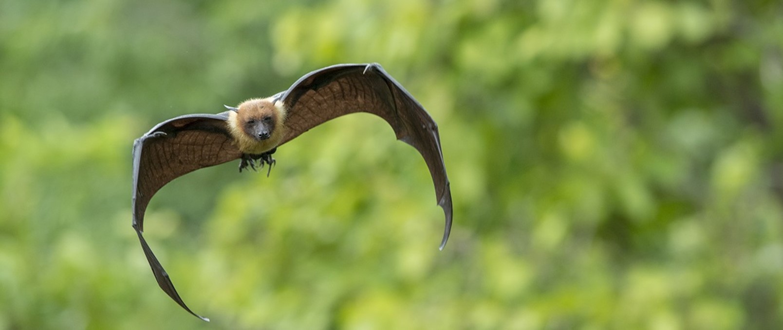 Les lucioles pourraient utiliser une armure sonore pour se protéger des  chauves-souris 