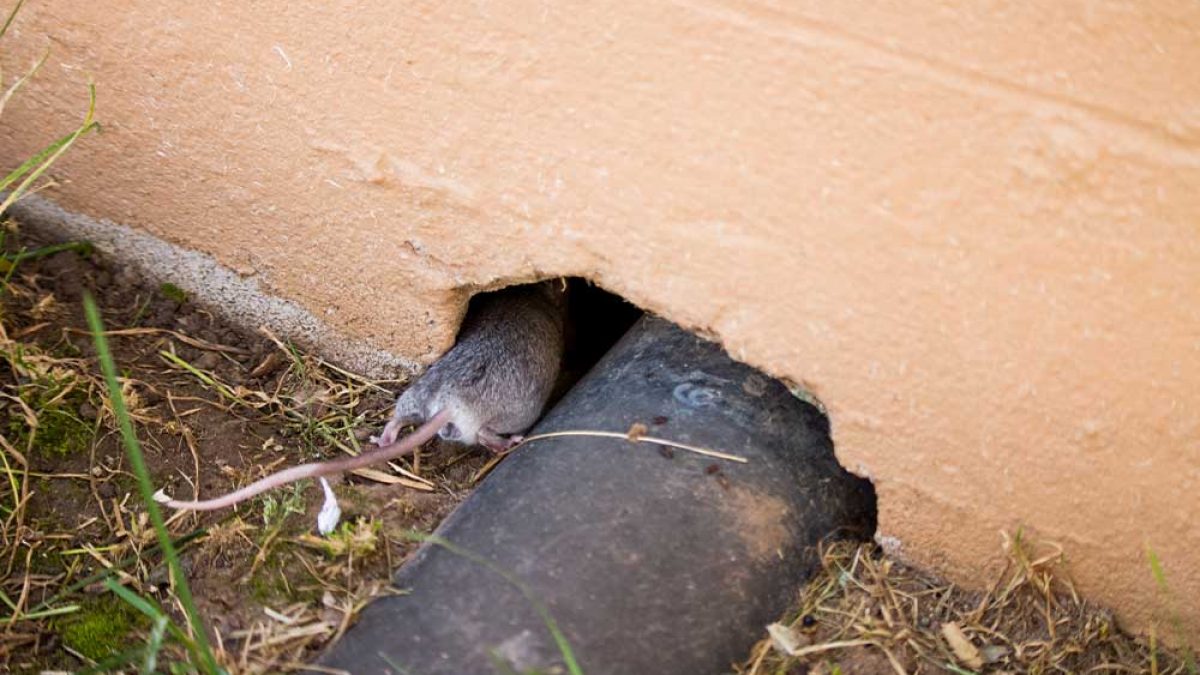 8 Ways Mice Get Into Your House Elite