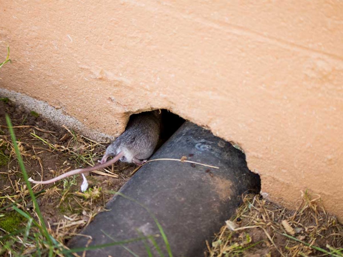 Les rats peuvent-ils s'introduire dans les murs et cloisons d'une
