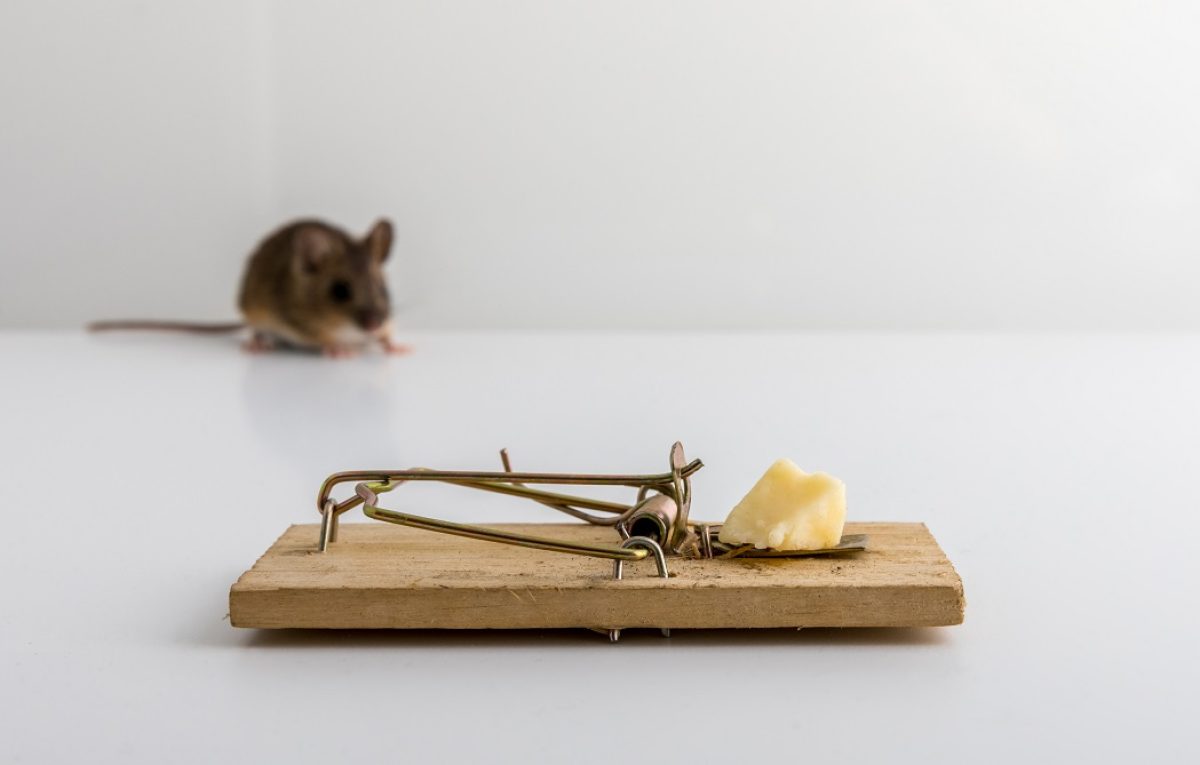 how to trap mice