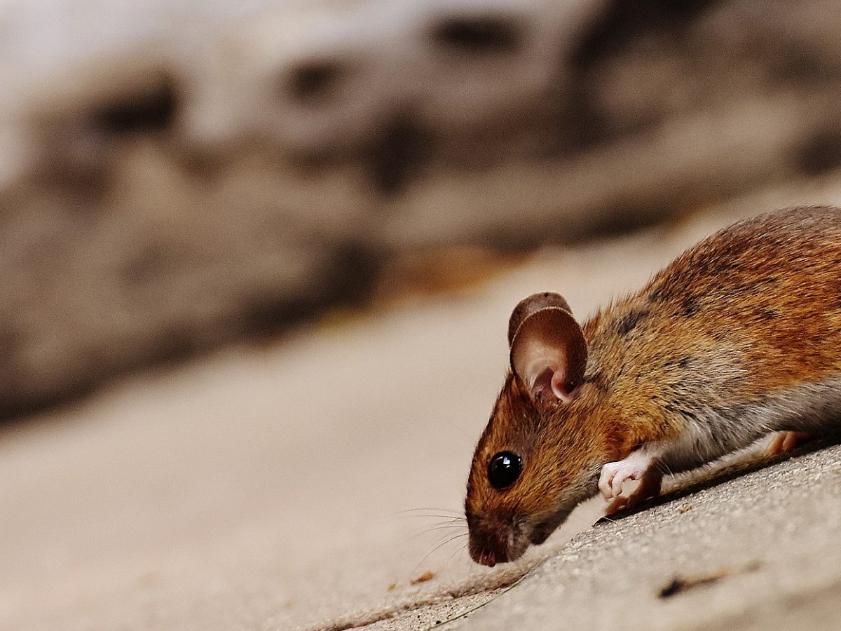 Comment attraper une souris ? l Élite Gestion Parasitaire