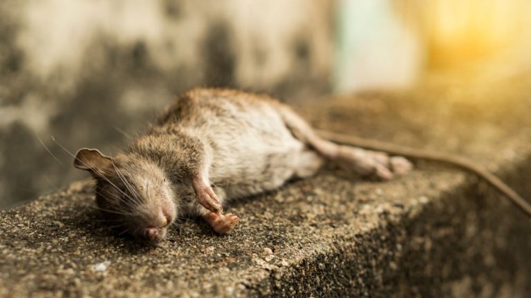Comment se débarrasser des rats dans la maison ? | Nos conseils