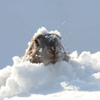 hibernation-marmotte
