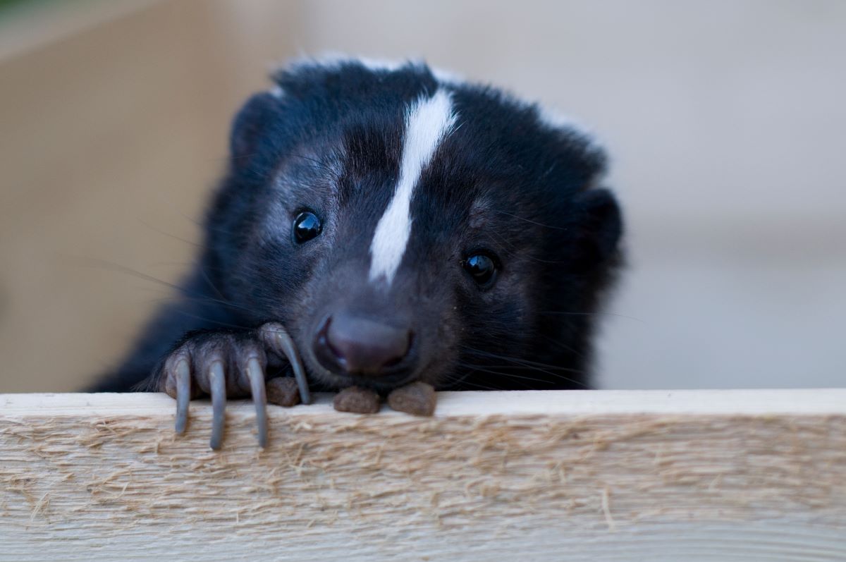 Even if they're cute, you might wanna keep away from skunks!