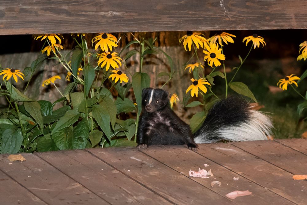 Skunks like to hide under sheds