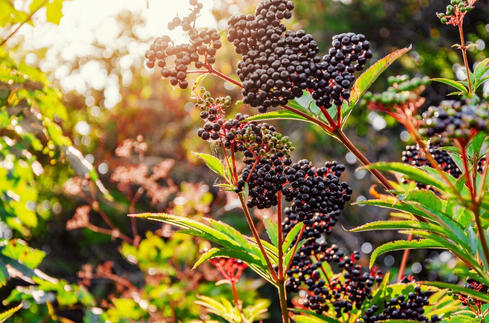 Comment se débarrasser des taupes dans le jardin — free download