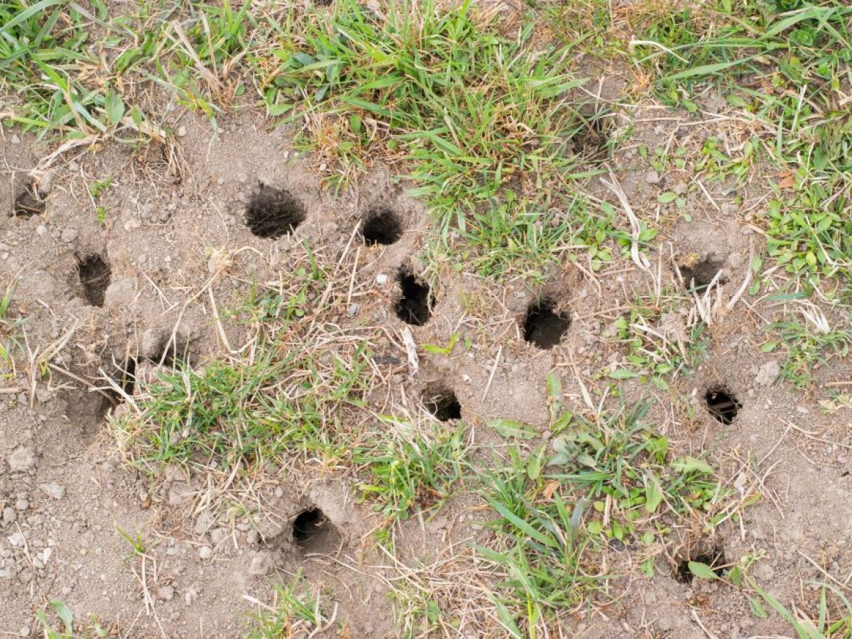 How to Identify Animal Holes in Your Lawn | Elite Pest Control
