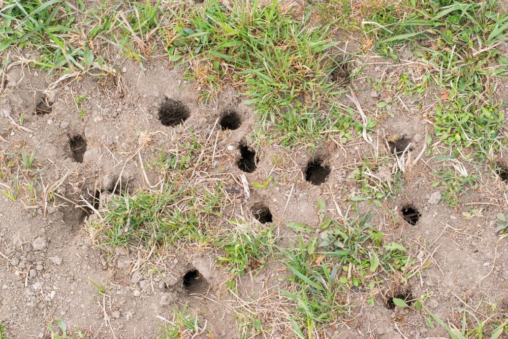 holes in my yard