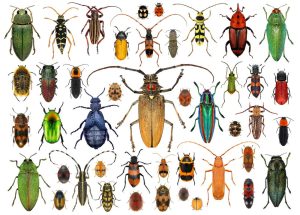 Famille des coléoptères