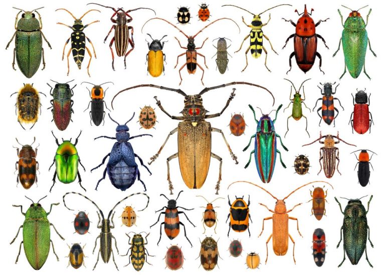 Comment identifier un insecte de maison ? Élite Gestion Parasitaire — free download