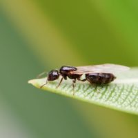 Comment se débarrasser des fourmis volantes ?