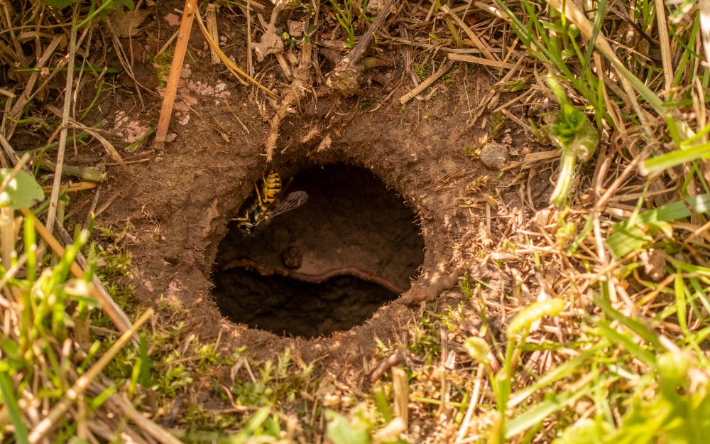 How to Identify Animal Holes in Your Lawn | Elite Pest Control