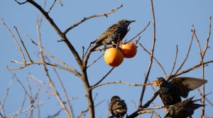 Oiseau creuse dans la pelouse