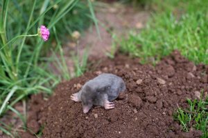 Taupe creuse dans la pelouse