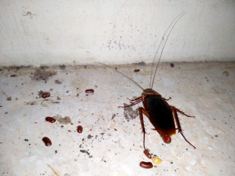 Identification des œufs d’insectes les principaux types à connaître — free download