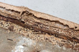 Oeufs de termite