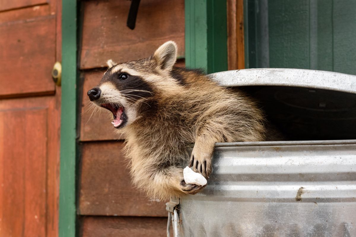 Le raton laveur a beau être mignon, il reste un animal dangeureux