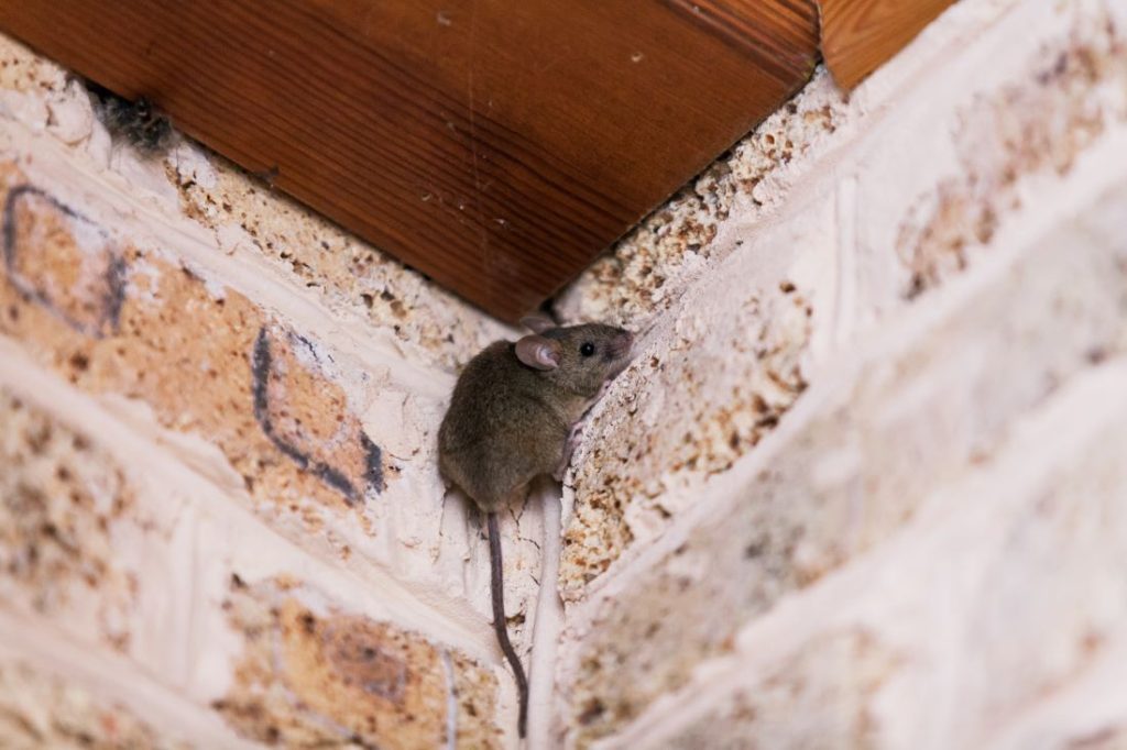 [Guide] Souris dans la maison : 8 signes d'infestation de souris