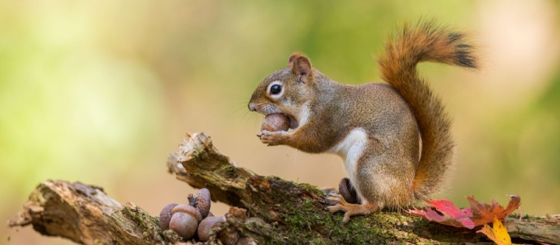 ecureuil dans la foret