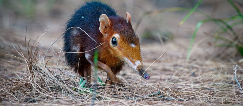 eliminer-musaraignes