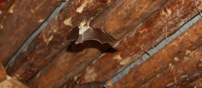 Comment se débarasser des chauves-souris qui sont une espèce protégée ?