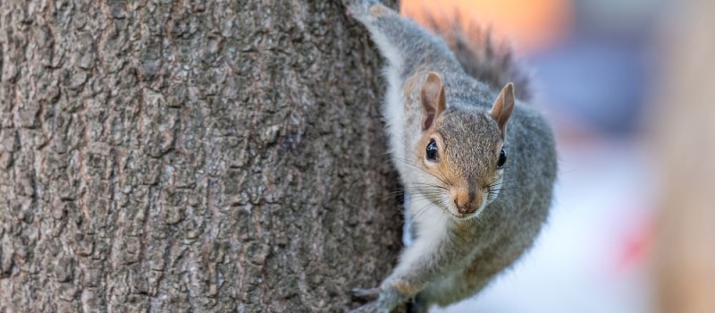 infestation-ecureuil